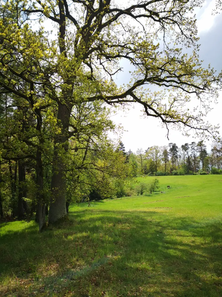 Eine große, frisch austreibende Eiche steht am Waldrand, es schließt sich eine saftig grüne Wiese an, im Hintergrund ist ebenfalls Wald zu sehen.